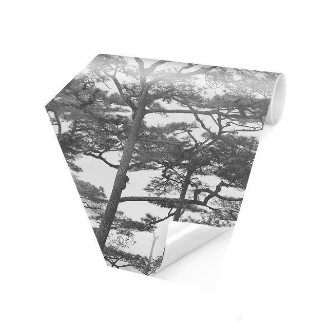Tapet Treetops In Fog Black And White