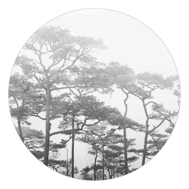 Fototapet landskaber Treetops In Fog Black And White