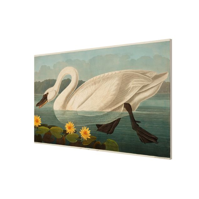 Billeder blomster Vintage Board American Swan
