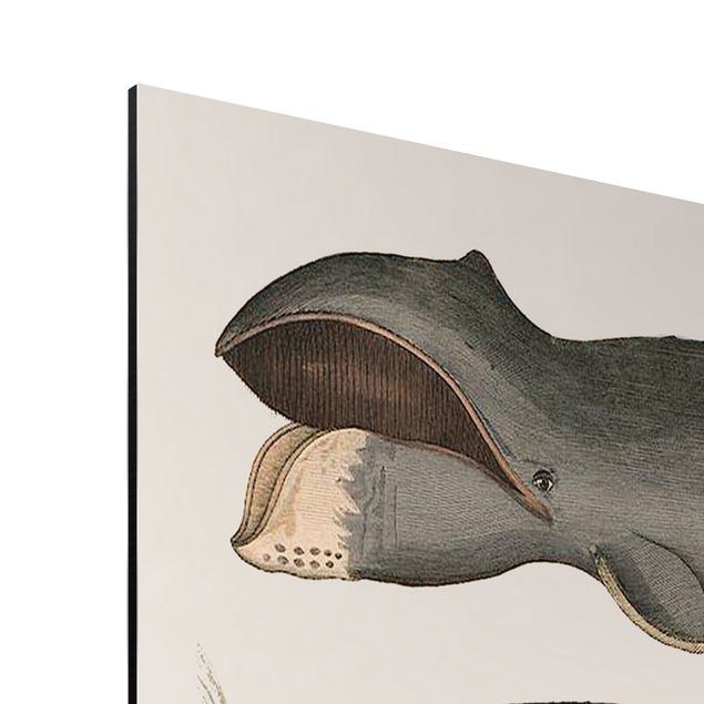 Billeder dyr Five Vintage Whales