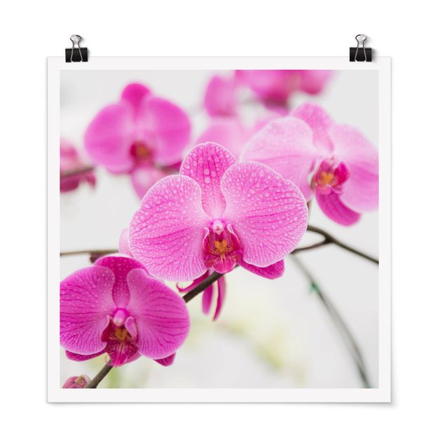 Plakater blomster Close-Up Orchid