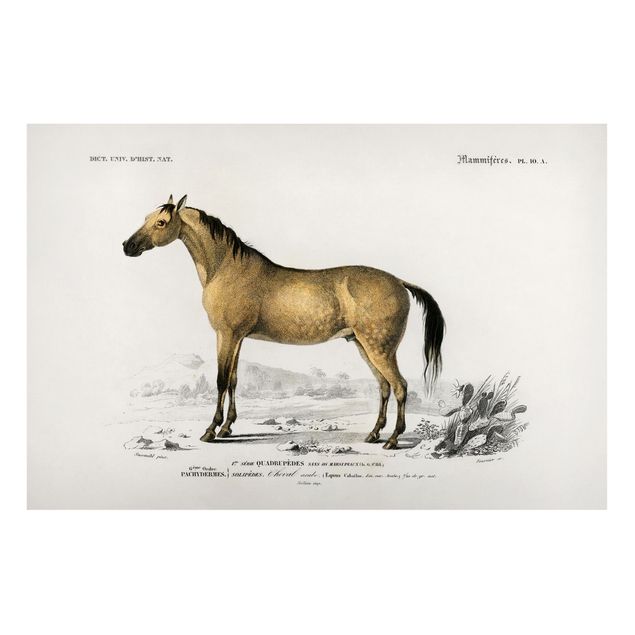 Billeder heste Vintage Board Horse