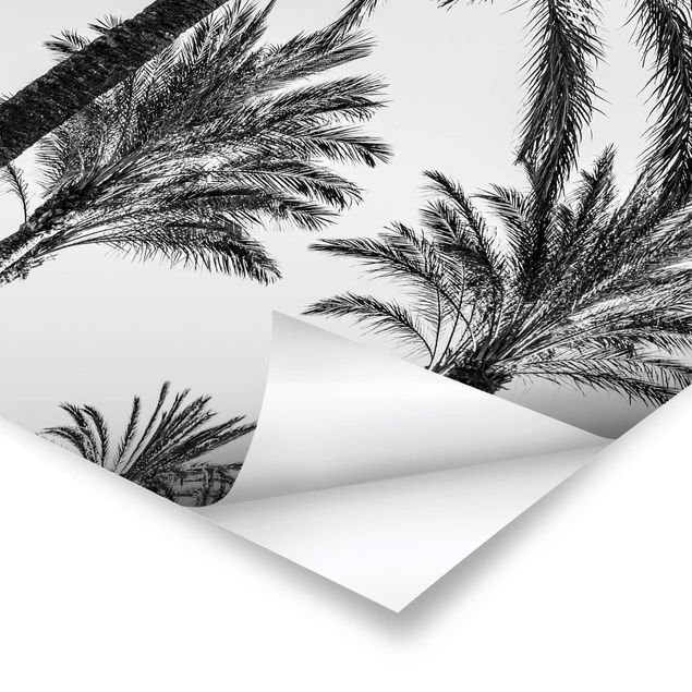 Billeder Uwe Merkel Palm Trees At Sunset Black And White