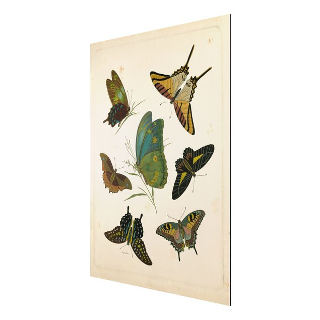 Billeder retro Vintage Illustration Exotic Butterflies