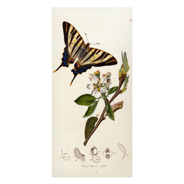 Billeder sommerfugle John Curtis - A Scarce Swallow-Tail Butterfly