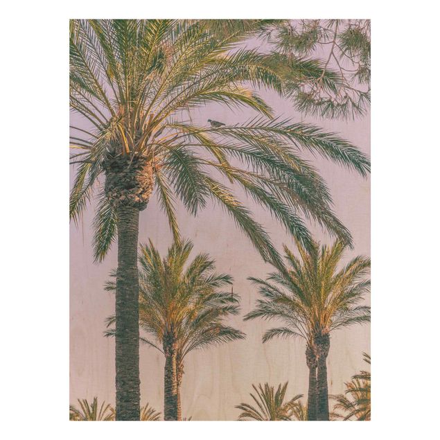 Prints på træ blomster Palm Trees At Sunset