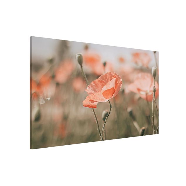 Billeder valmuer Sun-Kissed Poppy Fields