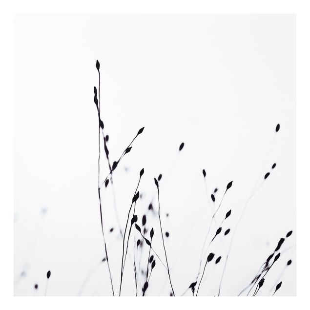 Billeder Monika Strigel Soft Grasses In Nearby Shadow