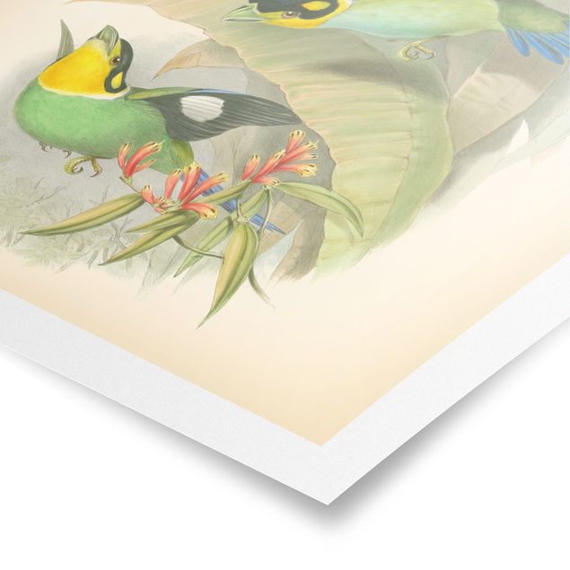 Billeder grøn Vintage Illustration Tropical Birds