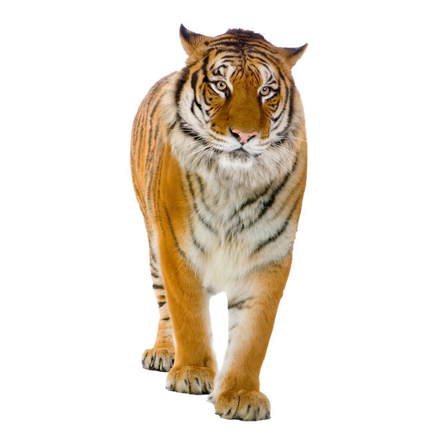 Vinduesklistermærker dyr Banyan tiger