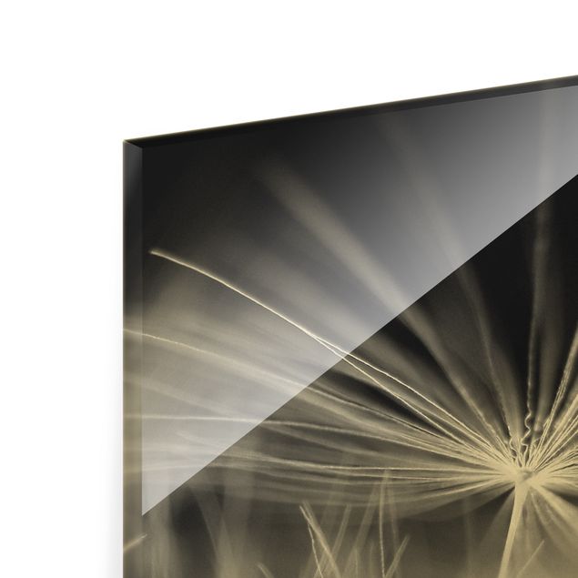Glasbilleder sort og hvid Moving Dandelions Close Up On Black Background