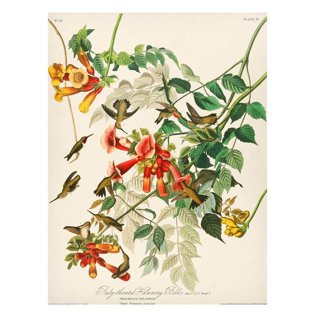 Magnettavler blomster Vintage Board Hummingbirds