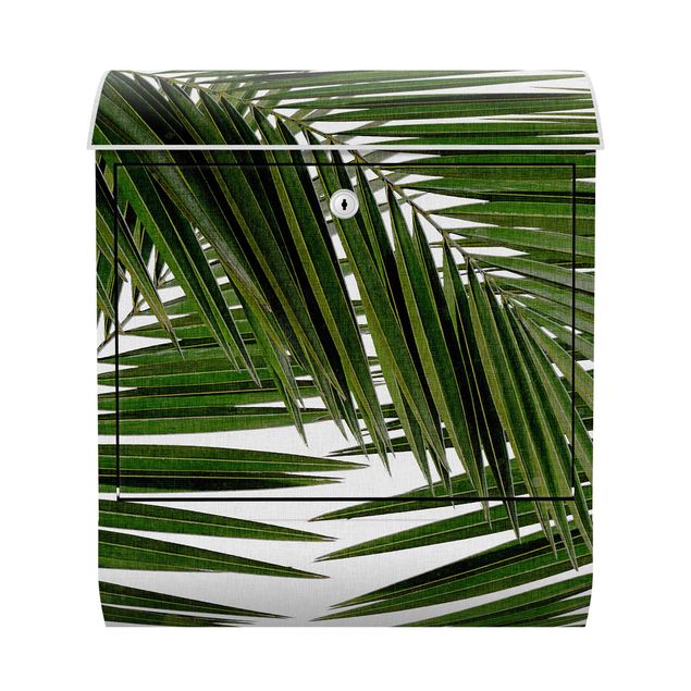 Postkasser landskaber View Through Green Palm Leaves