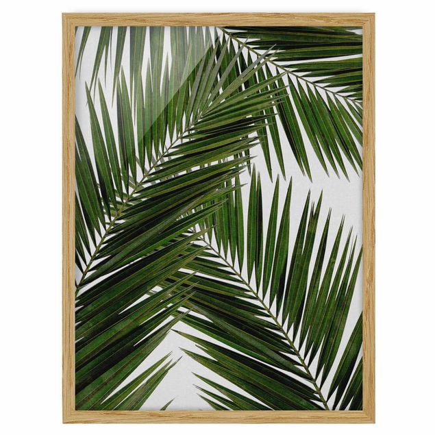 Billeder blomster View Through Green Palm Leaves