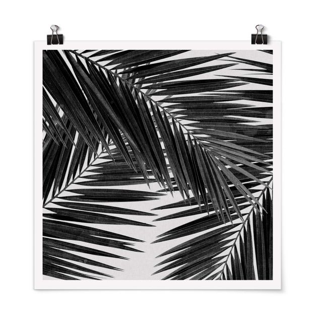 Plakater sort og hvid View Through Palm Leaves Black And White