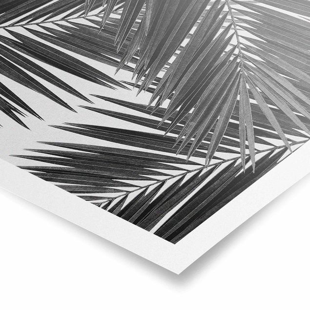 Billeder blomster View Through Palm Leaves Black And White
