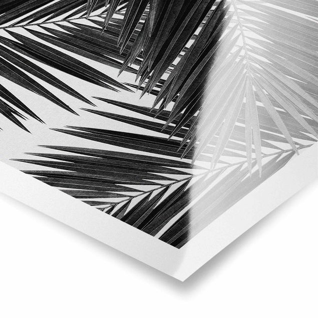 Billeder sort og hvid View Through Palm Leaves Black And White
