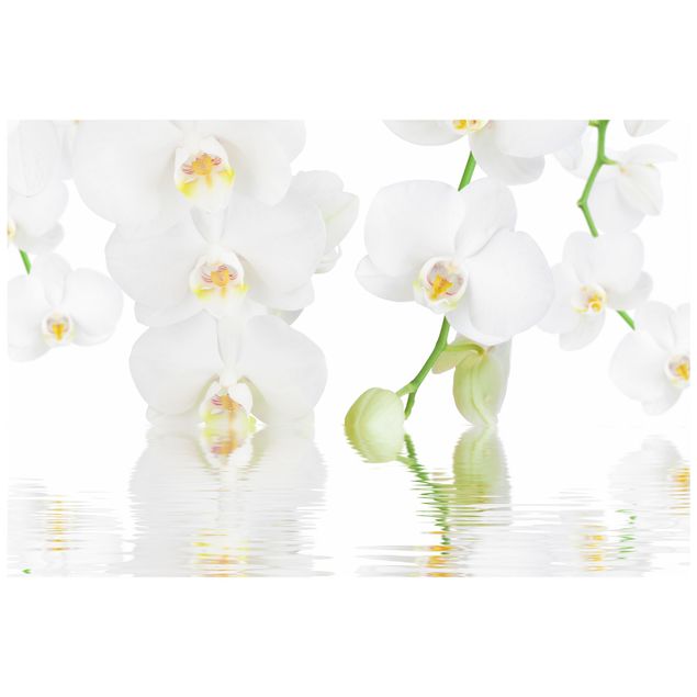 Vinduesklistermærker blomster Spa Orchid - White Orchid
