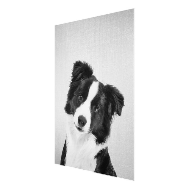 Billeder sort og hvid Border Collie Benni Black And White