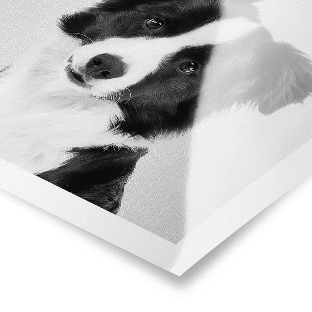 Billeder sort og hvid Border Collie Benni Black And White