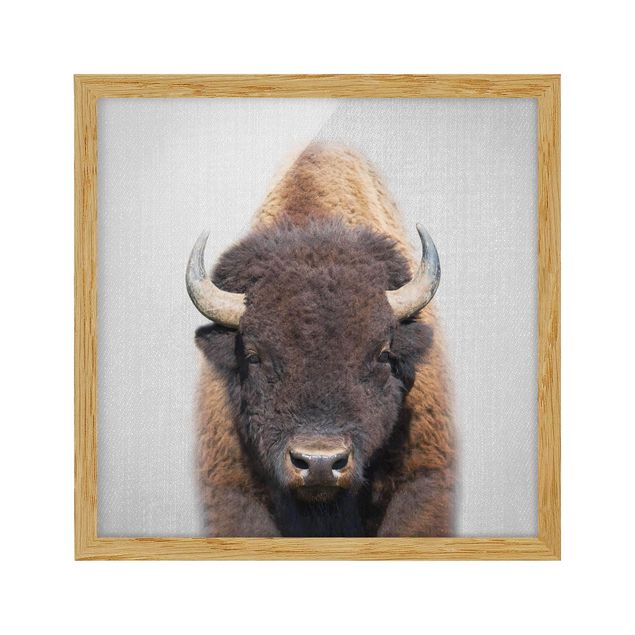 Billeder moderne Buffalo Bertram