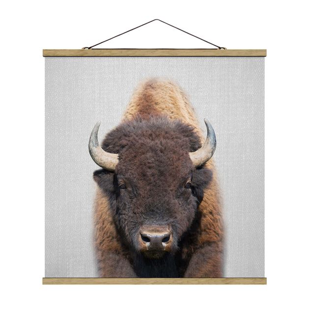 Billeder moderne Buffalo Bertram