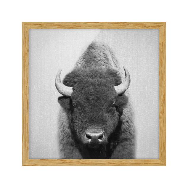 Billeder moderne Buffalo Bertram Black And White