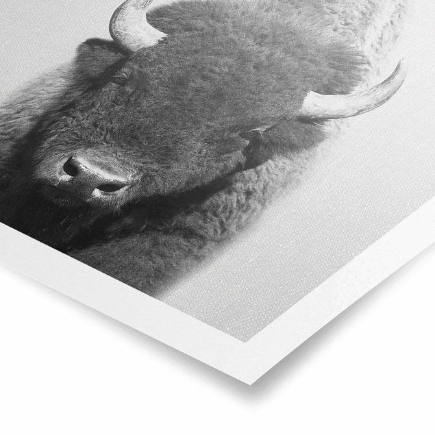 Billeder sort og hvid Buffalo Bertram Black And White