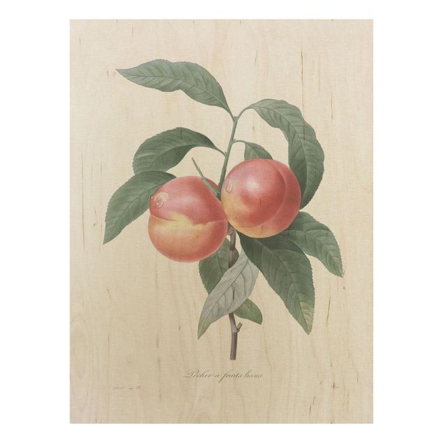 Prints på træ blomster Botany Vintage Illustration Peach