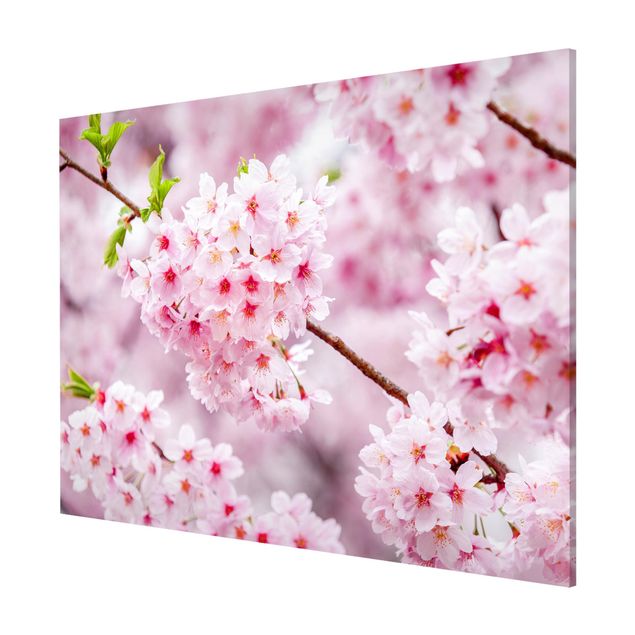 Magnettavler blomster Japanese Cherry Blossoms