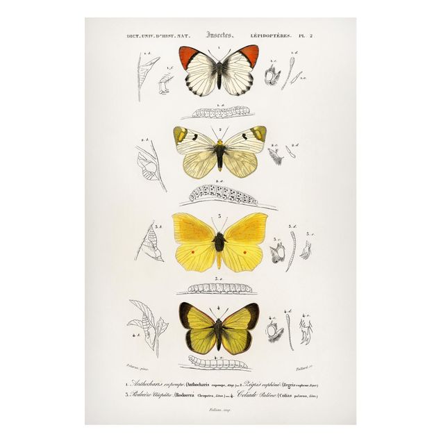 Billeder sommerfugle Vintage Board Butterflies II
