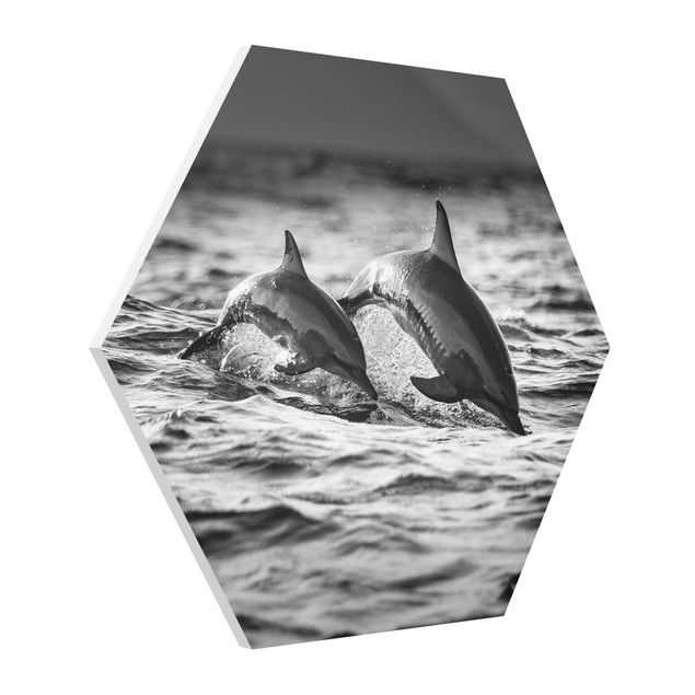 Billeder dyr Two Jumping Dolphins
