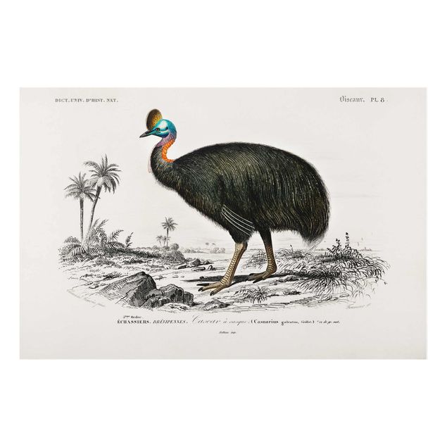 Billeder natur Vintage Board Emu