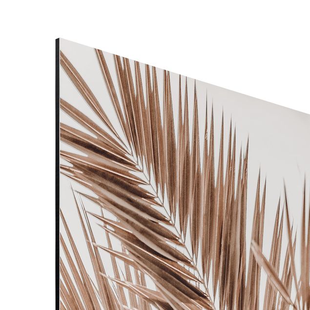 Billeder natur Bronze Coloured Palm Fronds