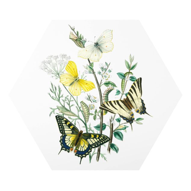 Billeder moderne British Butterflies III