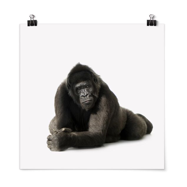 Plakater dyr Lying Down Gorilla ll