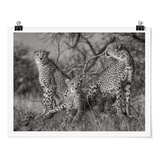 Billeder moderne Three Cheetahs
