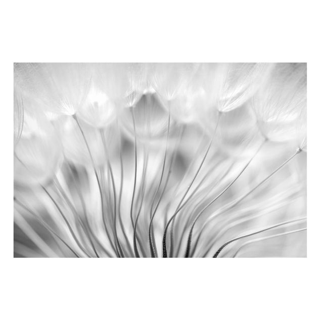 Magnettavler blomster Beautiful Dandelion Black And White