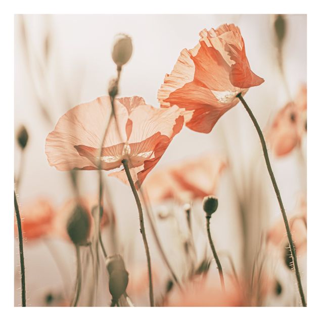 Billeder Monika Strigel Poppy Flowers In Summer Breeze