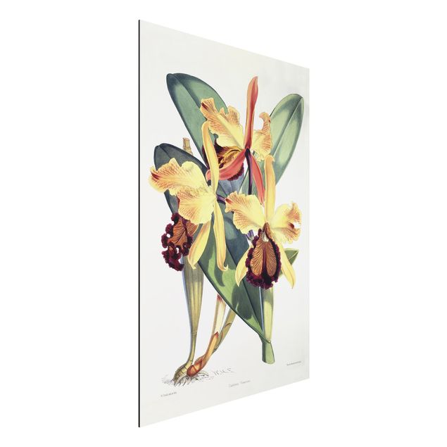 Billeder orkideer Walter Hood Fitch - Orchid