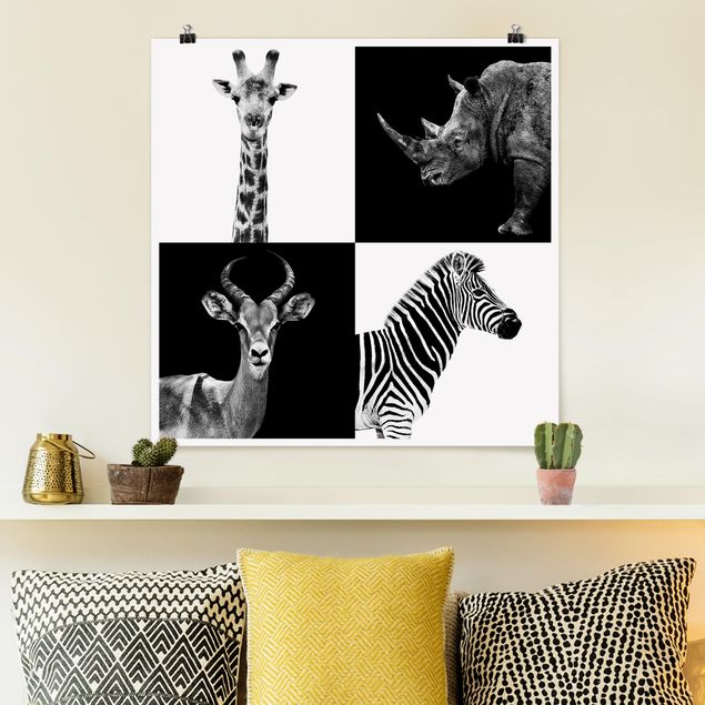 Billeder giraffer Safari Quartet