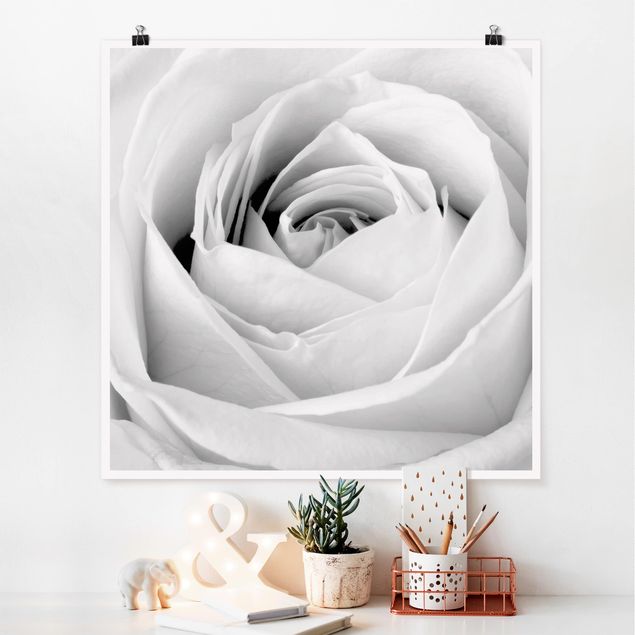 Plakater blomster Close Up Rose