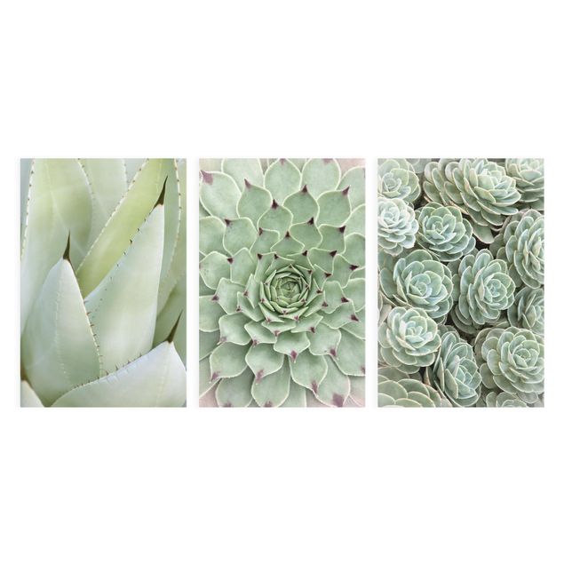 Billeder grøn Agave and Succulent Trio