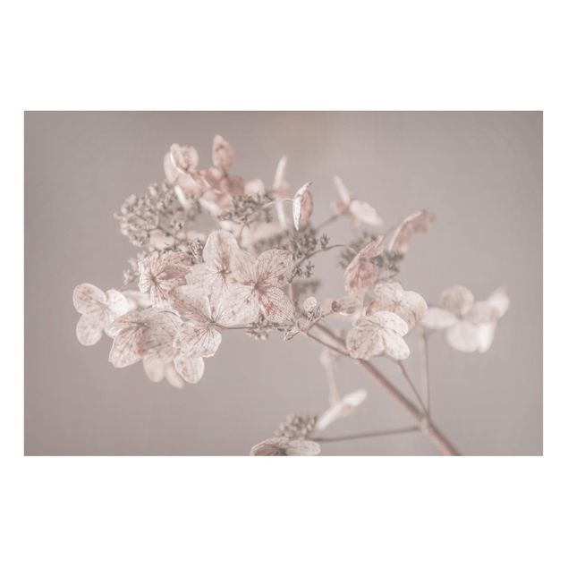 Magnettavler blomster Delicate White Hydrangea