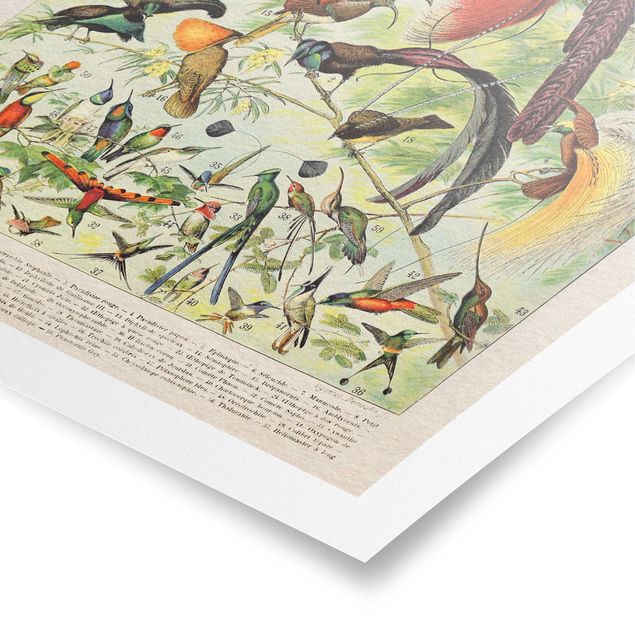 Billeder farvet Vintage Board Birds Of Paradise