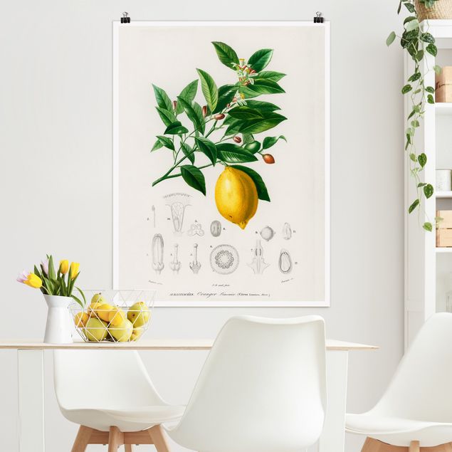 køkken dekorationer Botany Vintage Illustration Of Lemon