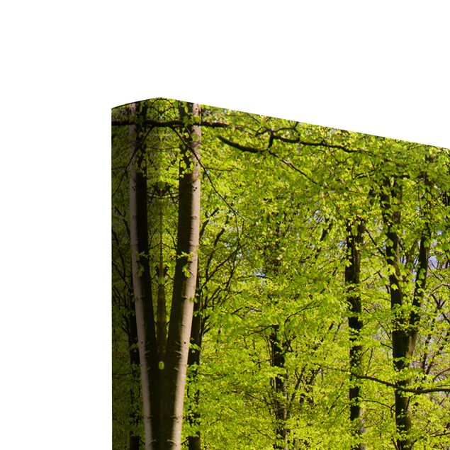 Billeder grøn Forest Meadow