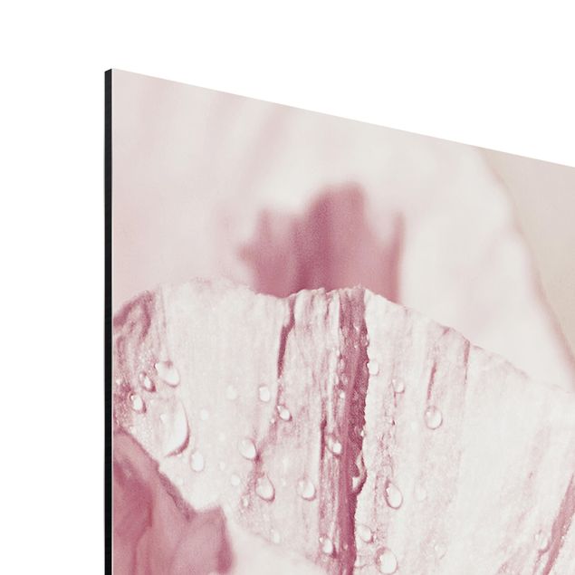 Billeder moderne Pale Pink Poppy Flower With Water Drops