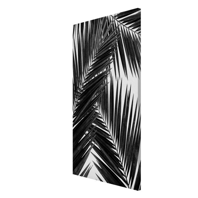 Magnettavler blomster View Through Palm Leaves Black And White