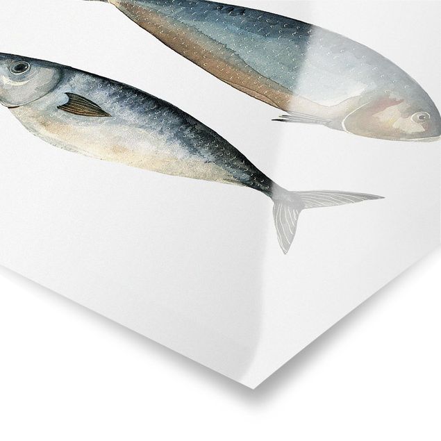 Billeder blå Four Fish In Watercolour II